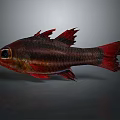 Red and Dark Red Striped Fish with Spiny Fins and Red Tail on Gray Background