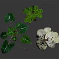 Potted Indoor Plants with Green White Veined and White Red Veined Leaves for Decoration