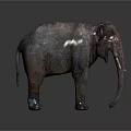 Adult Elephant With Rough Skin And White Tusks Standing On Grey Background