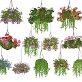 Colorful Hanging Basket Plants With Various Flower Types And Green Foliage