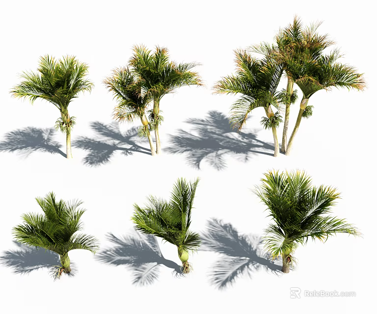 Various Palm Tree Specimens in Different Shapes with Natural Shadows 3d model 