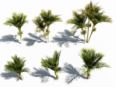 Various Palm Tree Specimens in Different Shapes with Natural Shadows 3d model