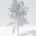 Arbor Tree with Lush Golden Yellow Leaves and Tall Brown Trunk