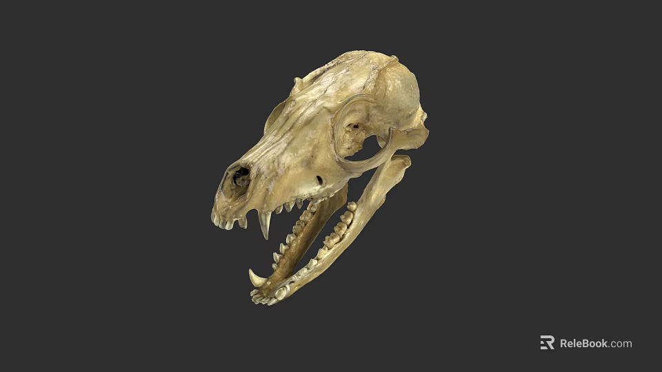 Detailed Animal Skull Skeletal Structure With Sharp Teeth Isolated On Dark Background 3d model 