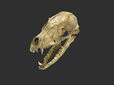 Detailed Animal Skull Skeletal Structure With Sharp Teeth Isolated On Dark Background 3d model