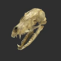 Detailed Animal Skull Skeletal Structure With Sharp Teeth Isolated On Dark Background