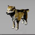 Cute Brown and White Shiba Inu Standing on Dark Background with Reflection