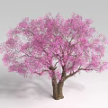 Beautiful Blooming Shrub With Vibrant Pink Flowers Brown Trunk And Lush Foliage
