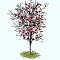 Beautiful Arbor With Purple Flowers Green Leaves Brown Trunk And Grass Base