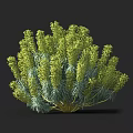 Green Bushy Plant With Dense Radiant Vibrant Leaves And Lush Foliage