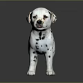 Dalmatian Puppy With Black And White Spots Standing On Dark Background Shiny Floor