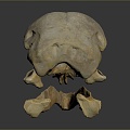 Parrot Skull Hawk Skull Bird Skull Bird Fossil Life Supplies 3d model