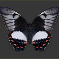 Butterfly With Spread Wings Black White And Orange Spots On Gray Background