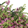 Lush Hanging Vines With Purple Flowers And Green Leaves For Decoration