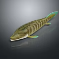 Striped Green Brown Fish With Light Green Tail And Fins On Dark Background With Reflection