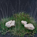 Lush Green Grass Varieties With White Stones in Natural Outdoor Setting