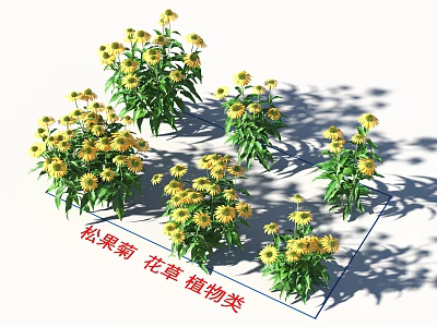 Vibrant Coneflowers Beautiful Flowers And Plants For Garden Decoration 3d model