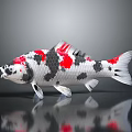 Vibrant White Red And Black Koi Fish With Glossy Scales On Reflective Surface