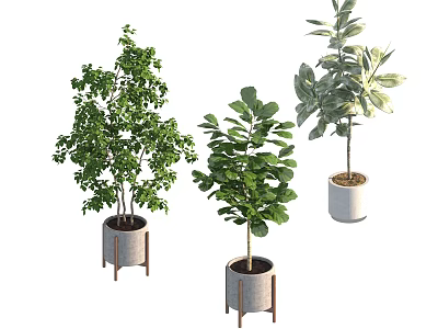 Different Foliage Indoor Plants in Grey Planters with Wooden Stands for Home Decor 3d model