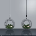 Hanging Green Plants in Transparent Spherical Planters Against White Wall and Smooth Surface