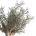 Olive Tree Bonsai Potted Plant with Thick Trunk Lush Branches and Leaves and Black Pot