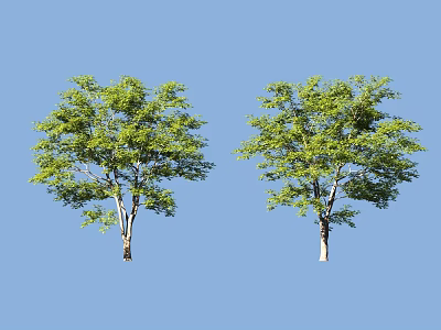 Two Tall Arbor Trees With Green Leaves And White Trunks Against Blue Sky 3d model