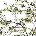 Modern Gray Striped Vase with Green Branches and Small Berries