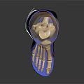 Anatomical Leg Organ Structure with Hair and Black Protective Gear Blue Trim