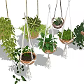 Hanging Basket Plants With Macrame Hangers And Leafy Greenery For Indoor Decor
