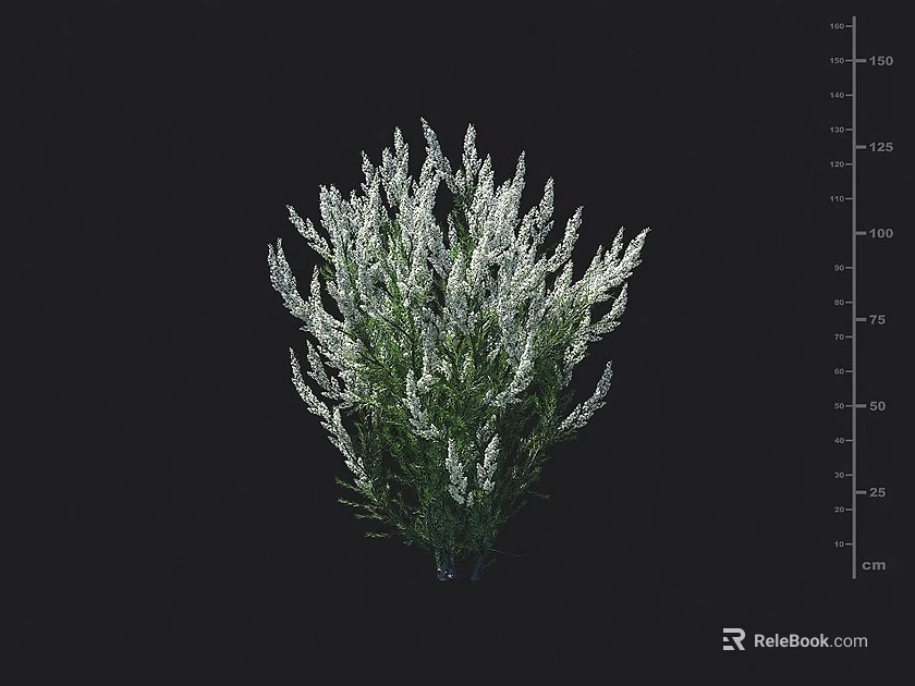 Shrub With Green Foliage White Branches Alongside Height Measurement Scale 3d model 