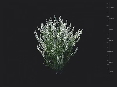 Shrub With Green Foliage White Branches Alongside Height Measurement Scale 3d model