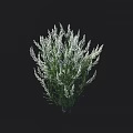 Shrub With Green Foliage White Branches Alongside Height Measurement Scale