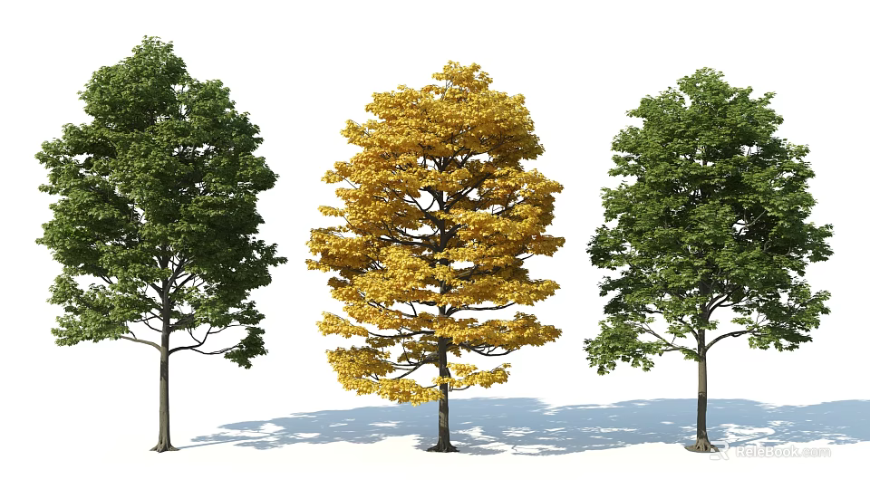 Three Arbor Trees With Yellow And Green Foliage In Sunlight Shadow 3d model