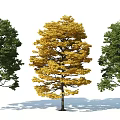 Three Arbor Trees With Yellow And Green Foliage In Sunlight Shadow 3d model