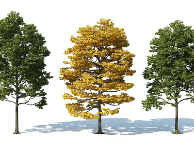 Modern Tree Tree Flower Tree Maple Tree 3d model