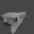Detailed Animal Skull With Natural Bone Structure Isolated On Black Background