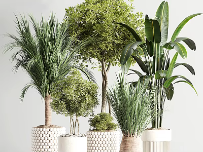 Bonsai Potted Plants Collection With Various Green Foliage And Decorative Planters 3d model