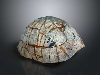 Detailed Animal Organ Specimen and Fibrous Hair Sample Showing Natural Textures 3d model
