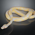 Striking Yellow and White Snake with Red Eyes Coiled on Black Background
