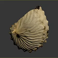 Light Colored Nautilus Shell With Intricate Spiral Texture And Smooth Surface