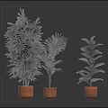 Three Potted Indoor Plants With Orange Clay Pots Against Dark Reflective Background