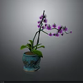 Purple Orchid Plant With Green Leaves And Purple Flowers In Blue Perforated Pot