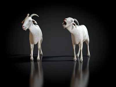 Modern Sheep Goat Rock Sheep Aries Horned Antelope 3d model
