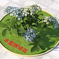 Blue Hydrangea Flowers With Green Leaves In Circular Tray On Tile Surface