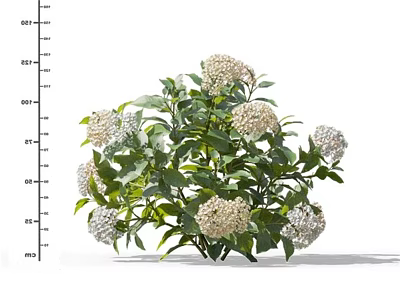 White Hydrangea Plant With Green Leaves And Height Measurement For Garden Use 3d model