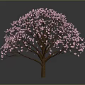 Beautiful Tree Adorned With Pink Blossoms Against Dark Background With Reflection