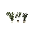 Bonsai Potted Plants With Lush Green Foliage And Various Stylish Pots For Indoor Home Decoration