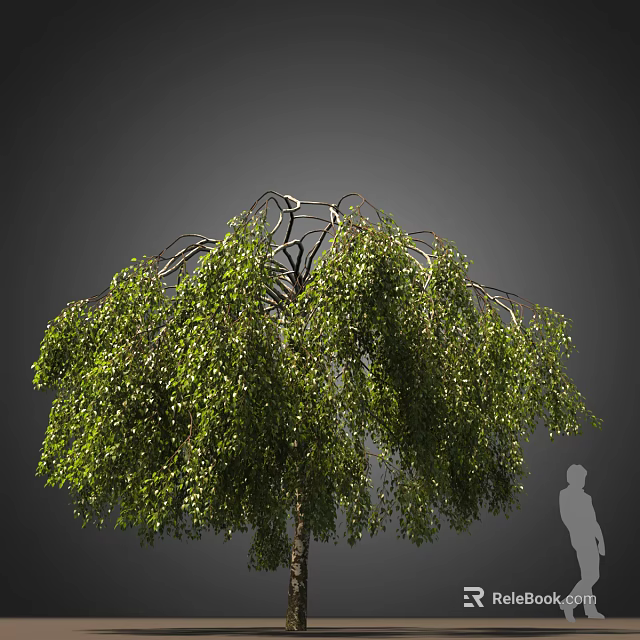 Lush Green Arbor With Hanging Branches Gray Background And Human Silhouette Size Reference 3d model 