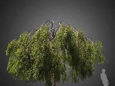 Lush Green Arbor With Hanging Branches Gray Background And Human Silhouette Size Reference 3d model