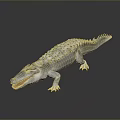 White Crocodile With Open Mouth And Reflection On Gray Background 3d model